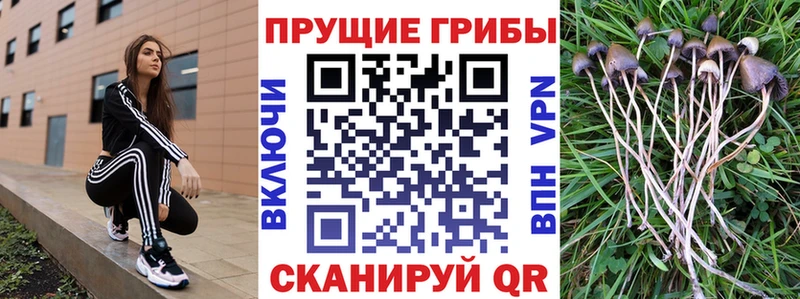 сайты даркнета состав  Зеленокумск  Псилоцибиновые грибы Psilocybe 